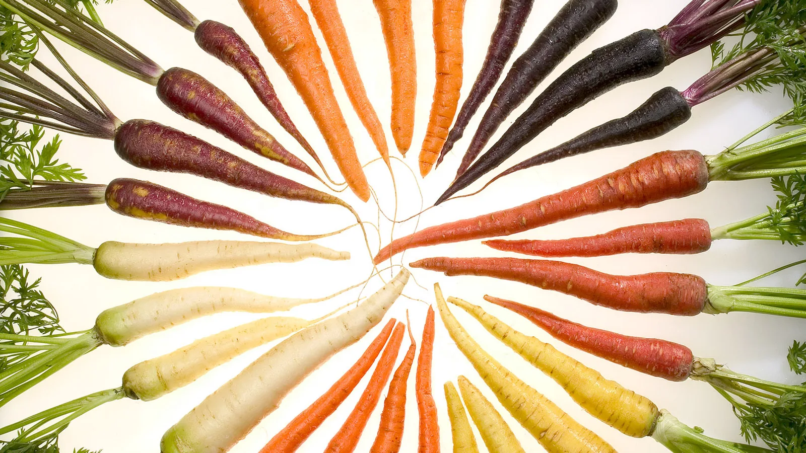 Orange, purple, red, yellow and white carrots laid out in a circle like a color wheel