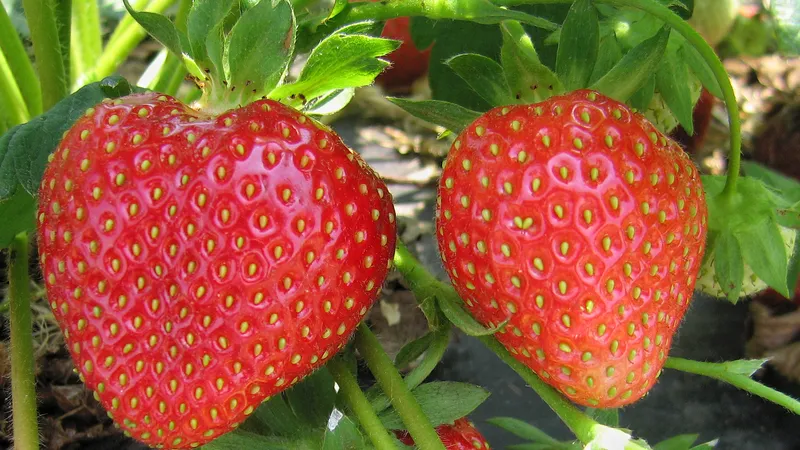 Two ripe red strawberries hanging from the plant, red all the way up to their green caps