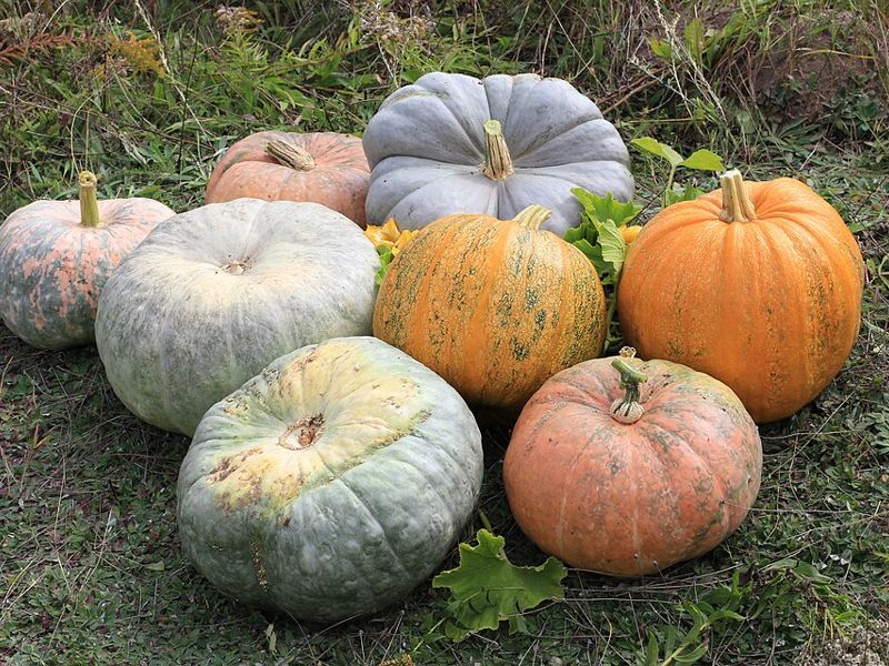 Orange and pale green pumpkins on the grass